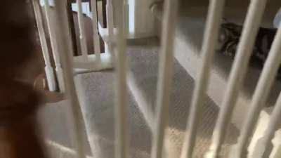 The screams of the condemned