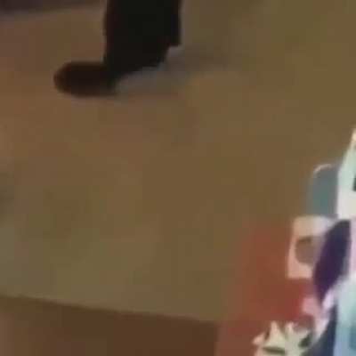 Meu gato quebrou