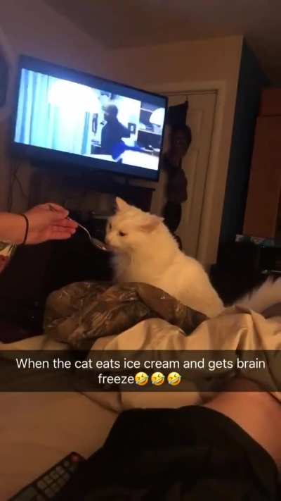Kitty experiencing his first ever brain freeze
