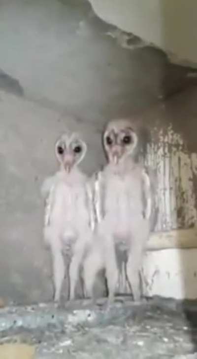 Baby owls
