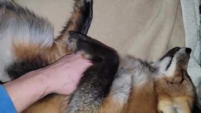 Belly rubs make Zoey so calm and happy (cute fox sounds included)