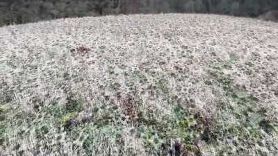 Field