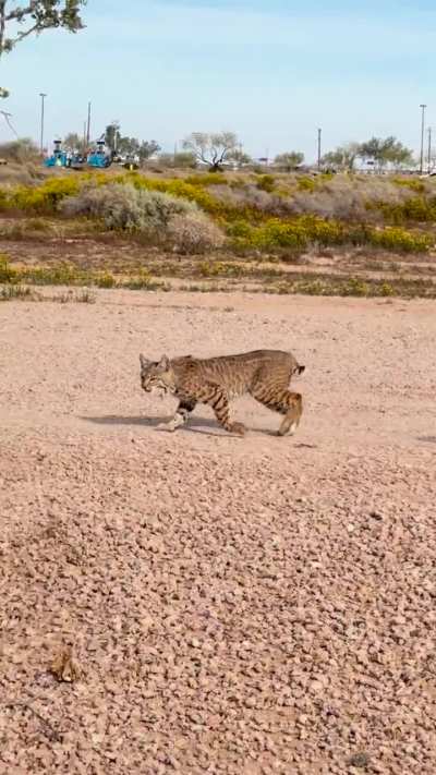 Bobcat 😺