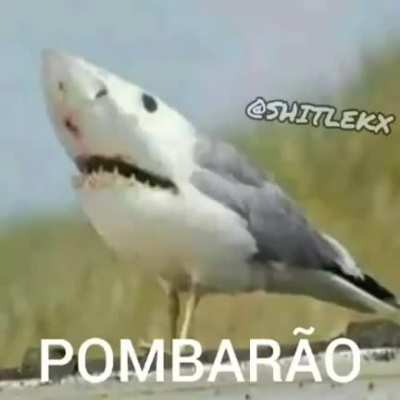 Medo