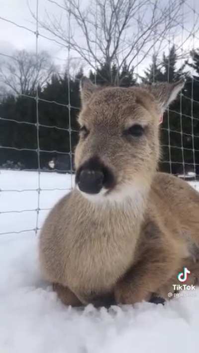 Meet the deer
