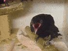 Just a crow?