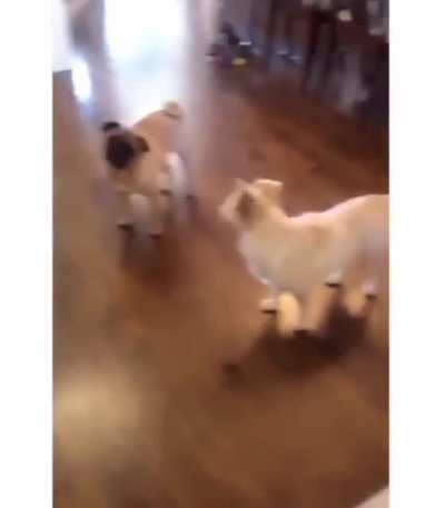 Telling deaf dog it's time to go for a walk.