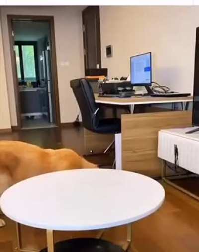 An ultra cunning dog.