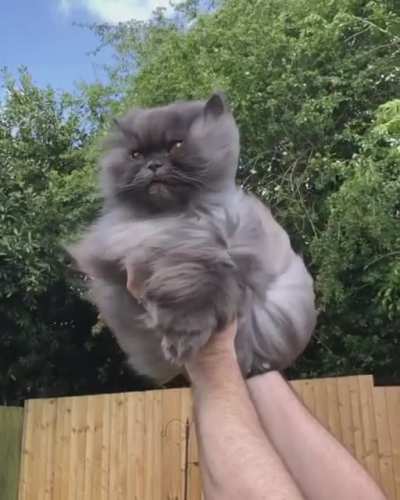Model pose