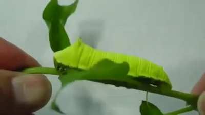 A squeaking caterpillar!