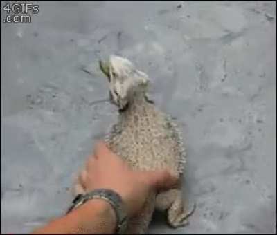 Come here buddy