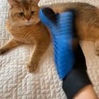 petting gloves