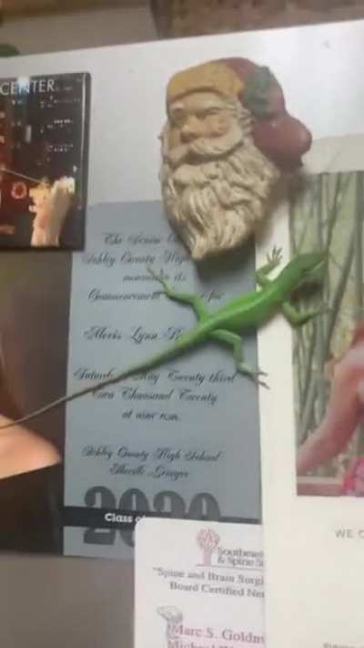 Lizard lessons