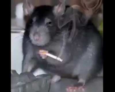 stop the rat abuse :(