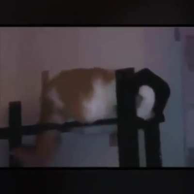 Gato fresco
