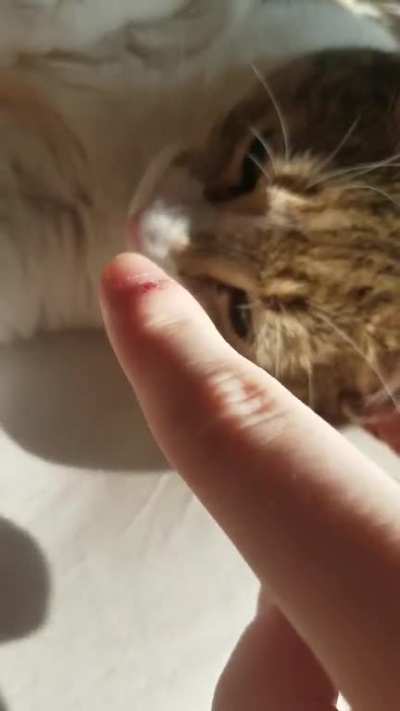 *boop*