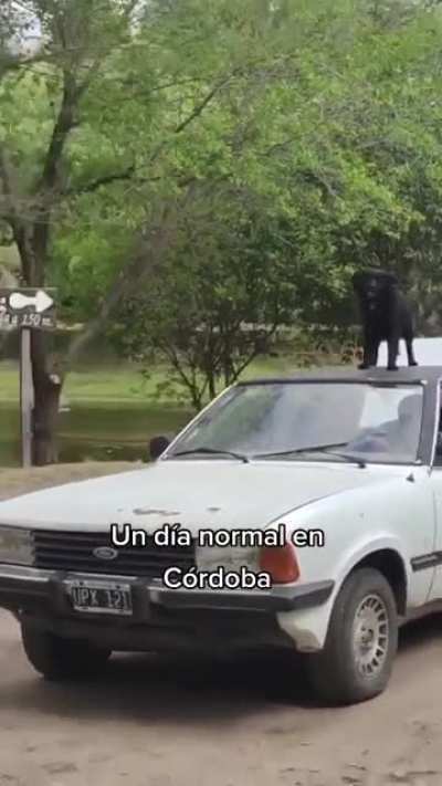 El firulais surfeador de taunus..!