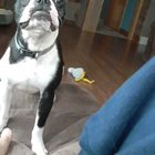 ARF