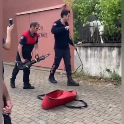 Rescuing a poor doggo