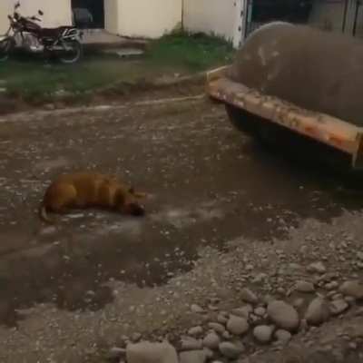Dog