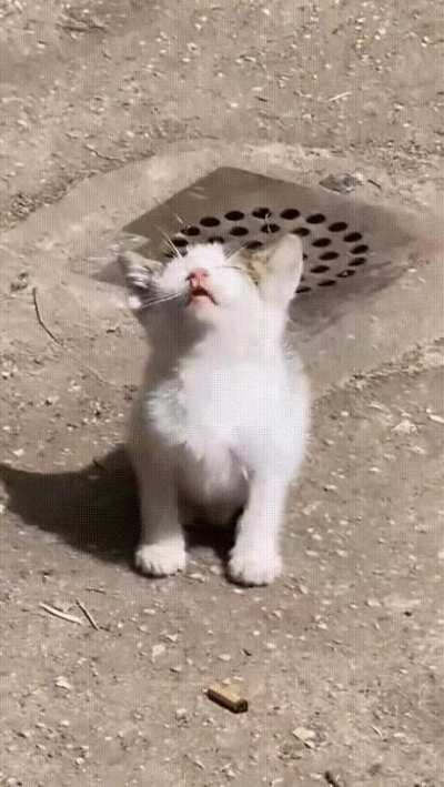 kitty fell asleep standing in the sun hehe