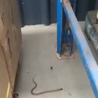 🔥 Redback spider catching a snake