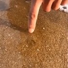 Just digging beach sand.