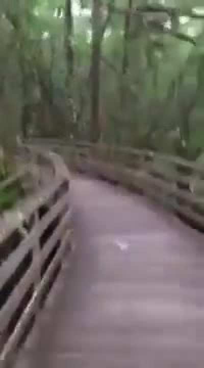 Close Encounter With A Cougar
