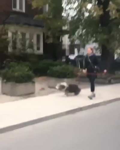 Hoppity Hop