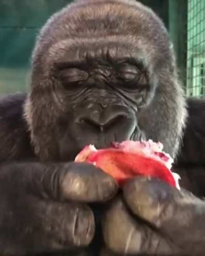 Monke feast