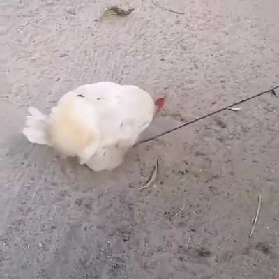 El gallo follador