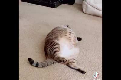 Sexy walrus