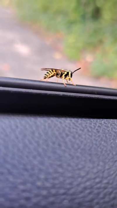 It's not a Queen....it's a twerker bee