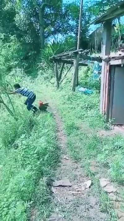 Don't mess with a rooster
