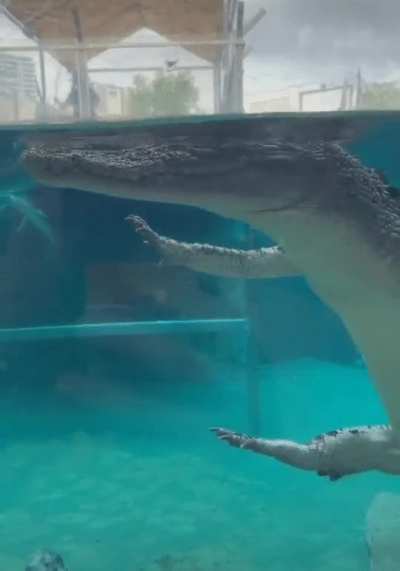 Next time you see a croc floating towards you, remember this image and you won't panic.
