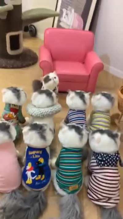 King of cats