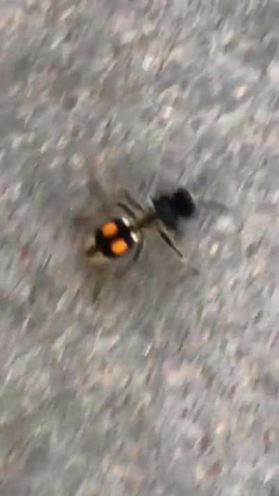 I asked you guys to identify this velvet-ant (that’s actually a wasp) and I did notice that she was pretty fast so I made this video lol…..is it funny in real life or just in my head?