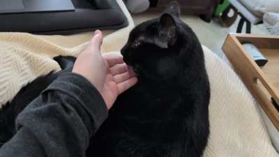 Pets and kisses 😽