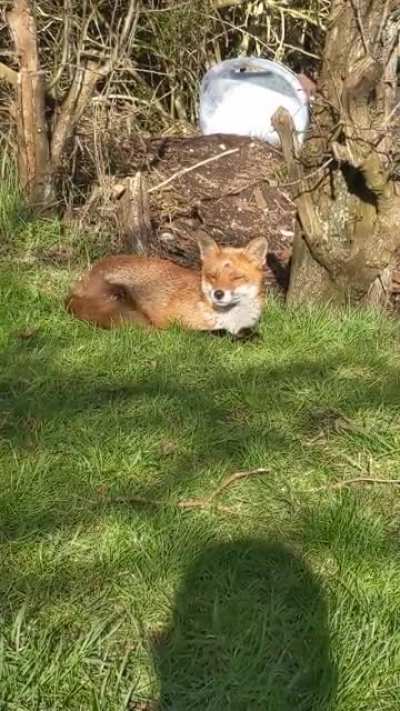 Sleepy lad