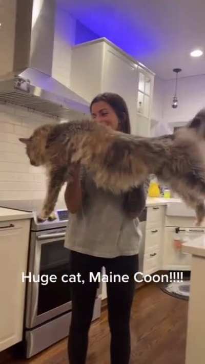 This maine coon is gigantic
