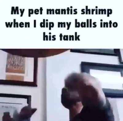 My mantis make em giggle