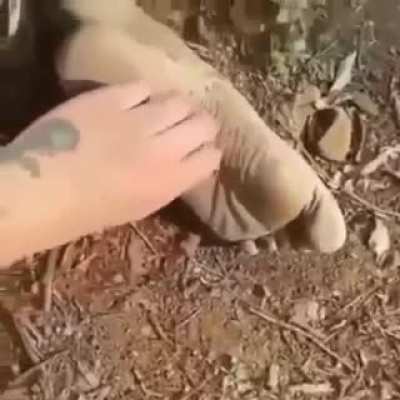 Wait where is the rest