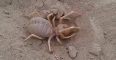 Camel Spider Diggin’ It.