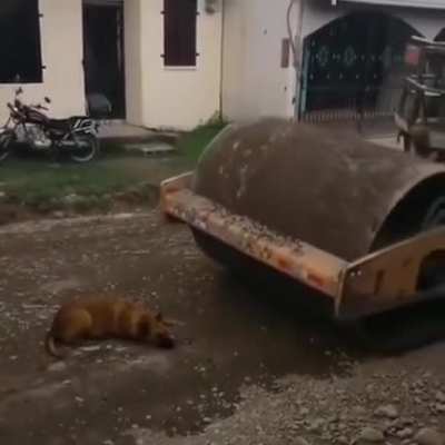 omg, this doggo