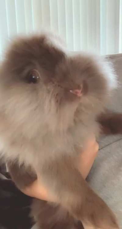 The face of a guilty bun. He went ham for the forbidden sponge cake a.k.a. the inside of the couch.