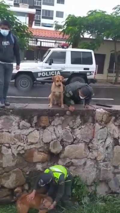 The way this dog was pacing closely and didn't leave his friend behind until his friend was rescued.