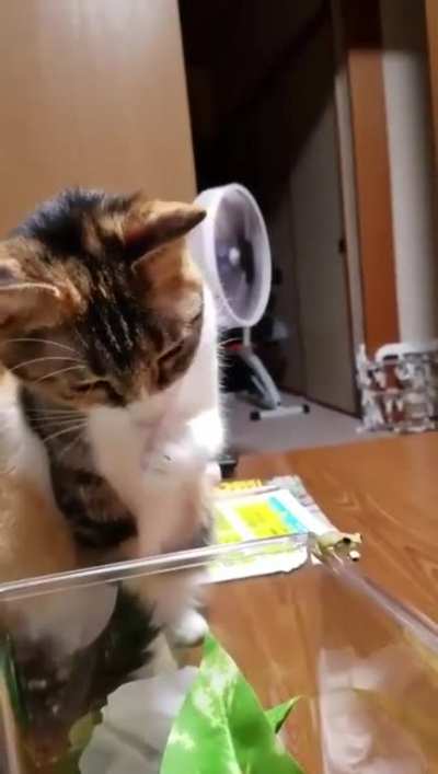 Touch tha frog