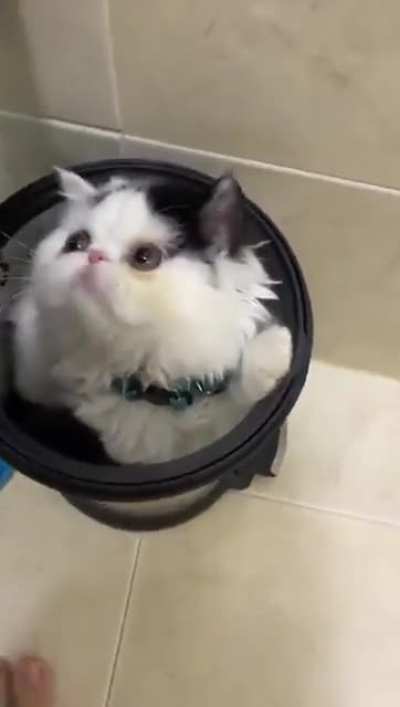 If it fits I sits
