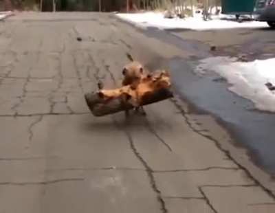 Him loves Log™