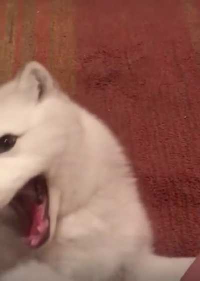 Playing with an arctic fox